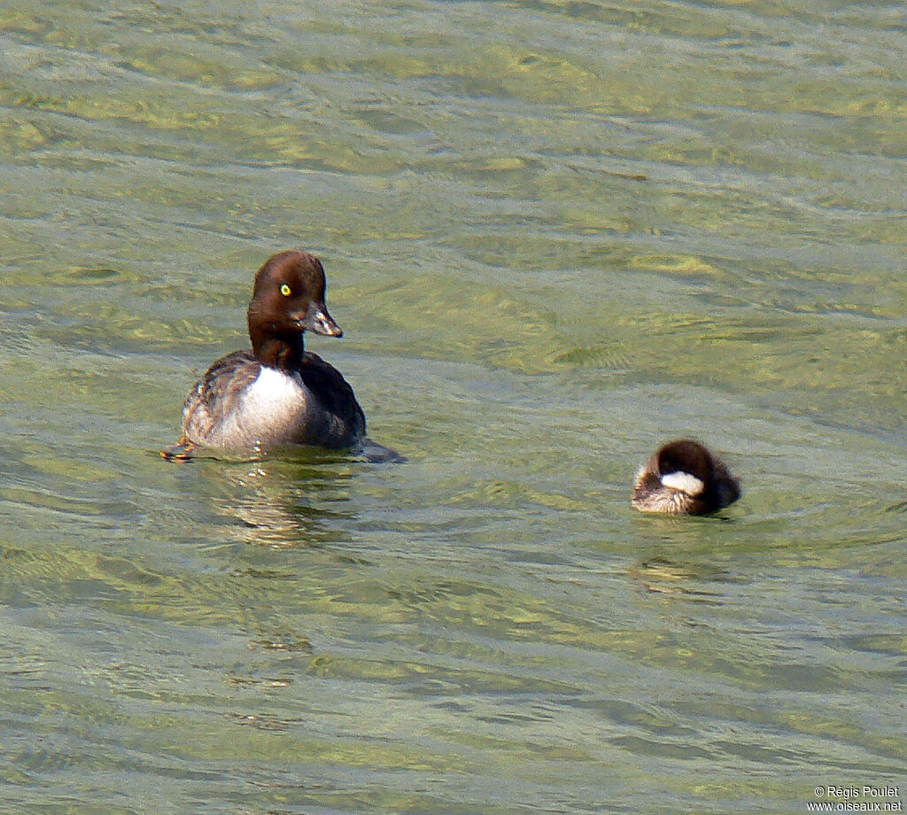 Barrow's Goldeneye male adult post breeding