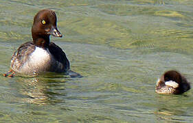 Barrow's Goldeneye