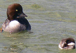 Barrow's Goldeneye