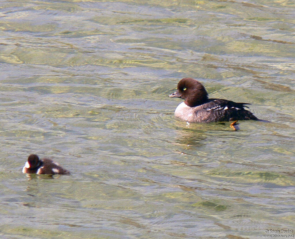 Barrow's Goldeneye male adult post breeding