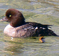 Barrow's Goldeneye