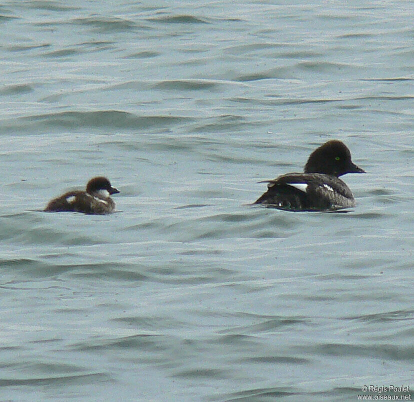 Barrow's Goldeneye