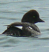 Barrow's Goldeneye