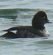 Barrow's Goldeneye