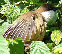 White-throated Laughingthrush