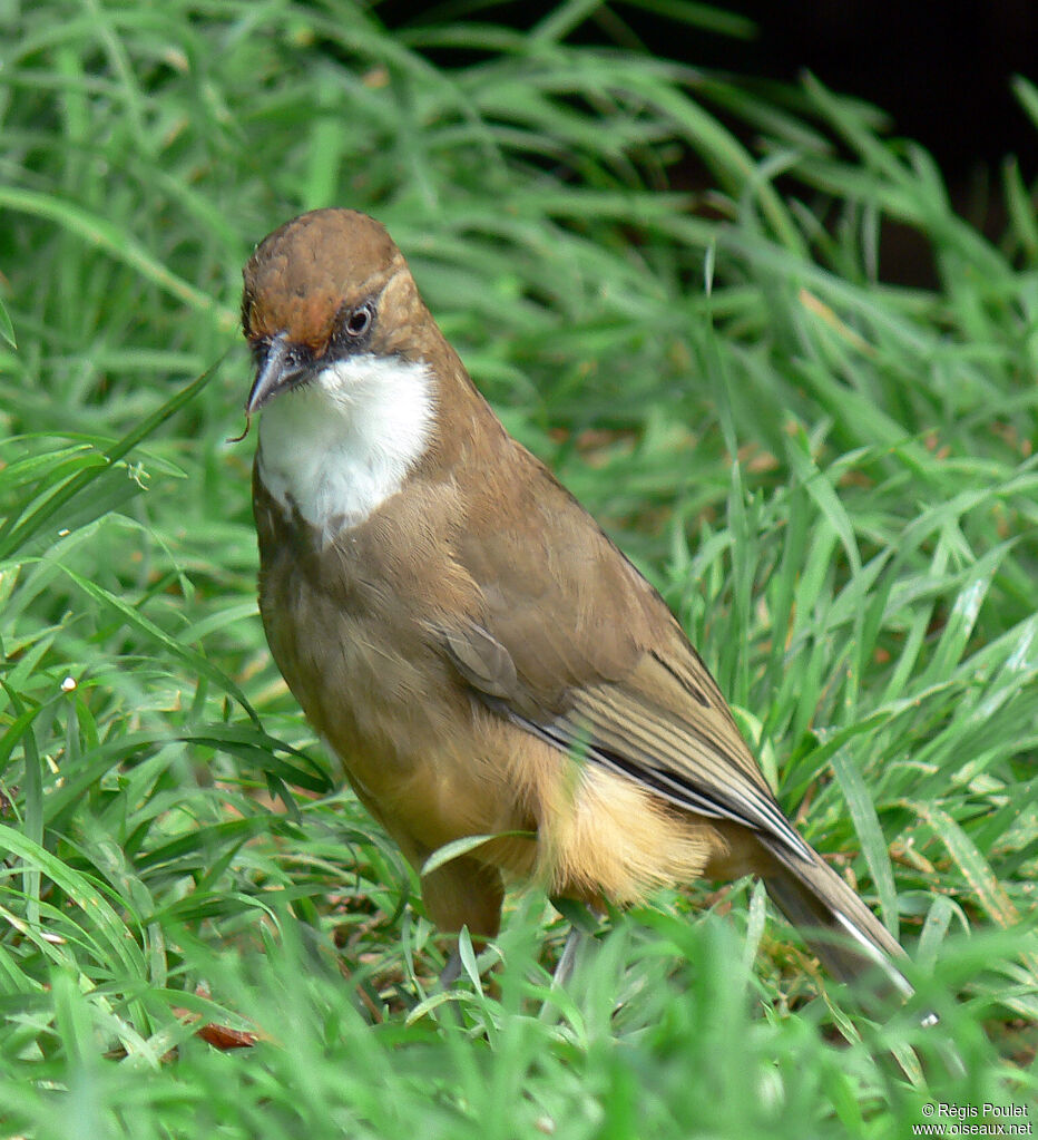 White-throated Laughingthrushadult, identification