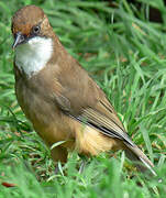 White-throated Laughingthrush