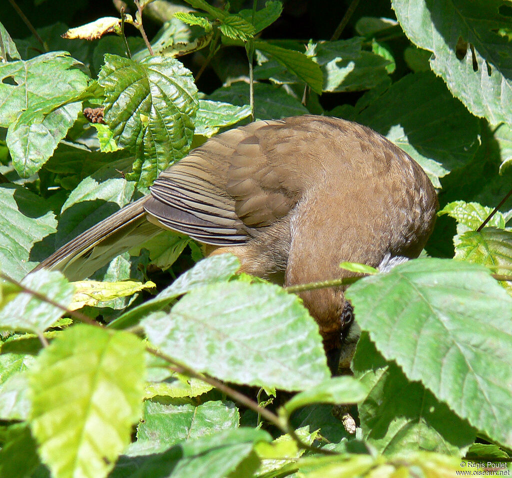 White-throated Laughingthrushadult, Behaviour