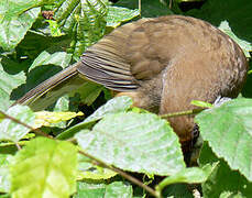 White-throated Laughingthrush