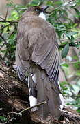 White-throated Laughingthrush