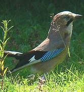 Eurasian Jay