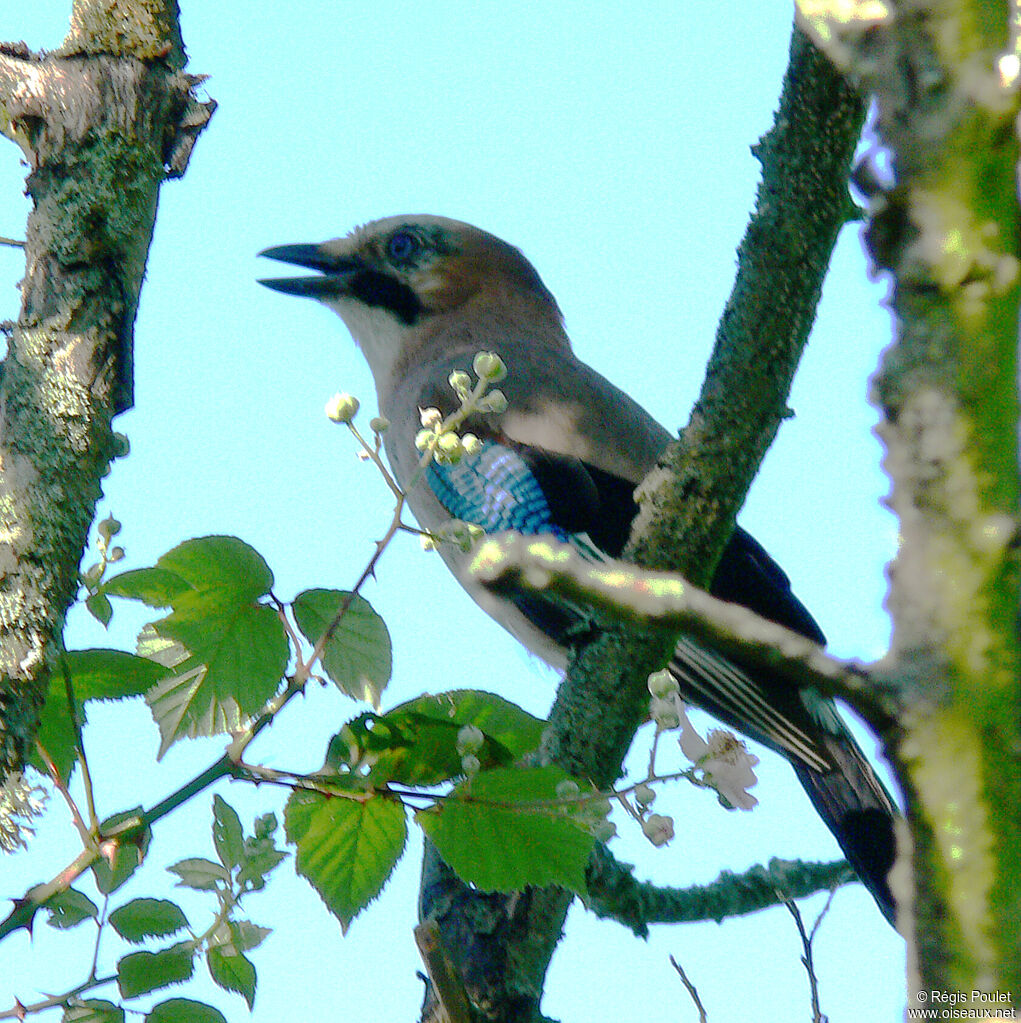 Eurasian Jay