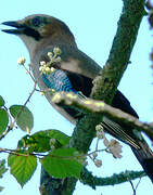 Eurasian Jay