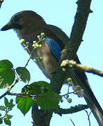 Eurasian Jay