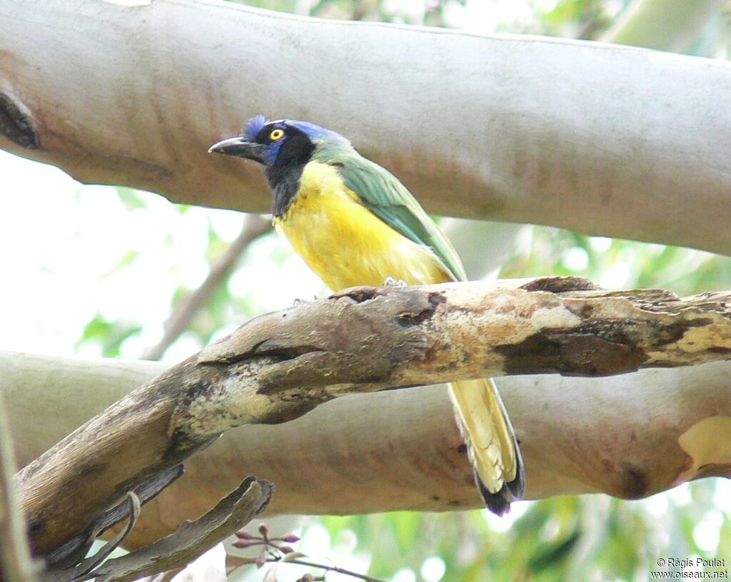 Inca Jay