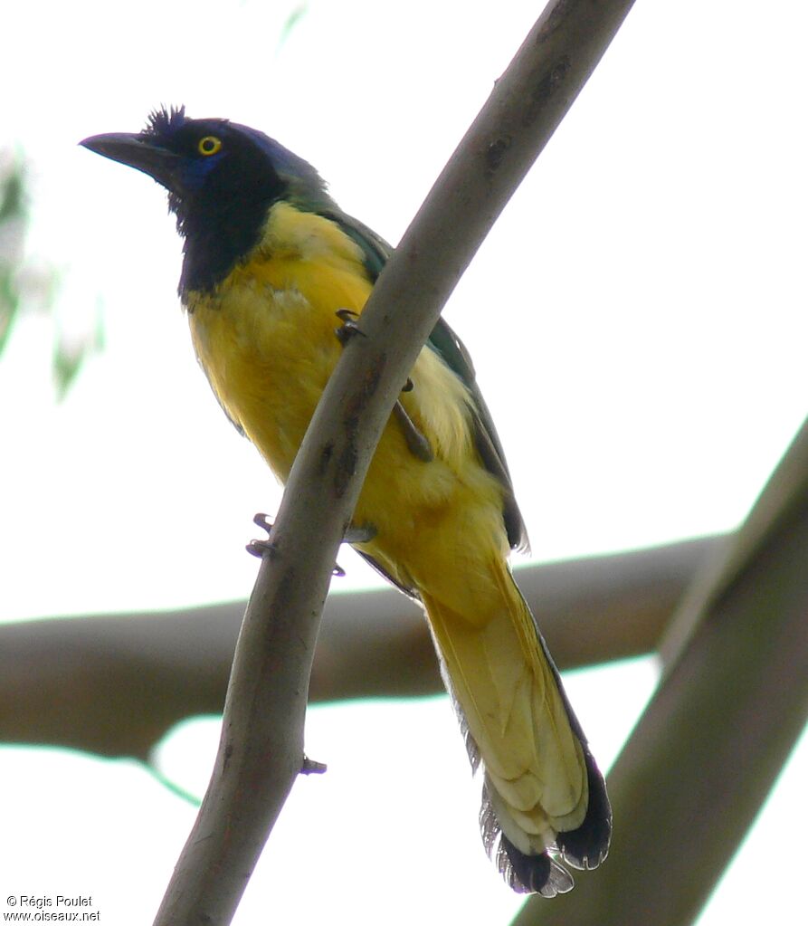 Inca Jay