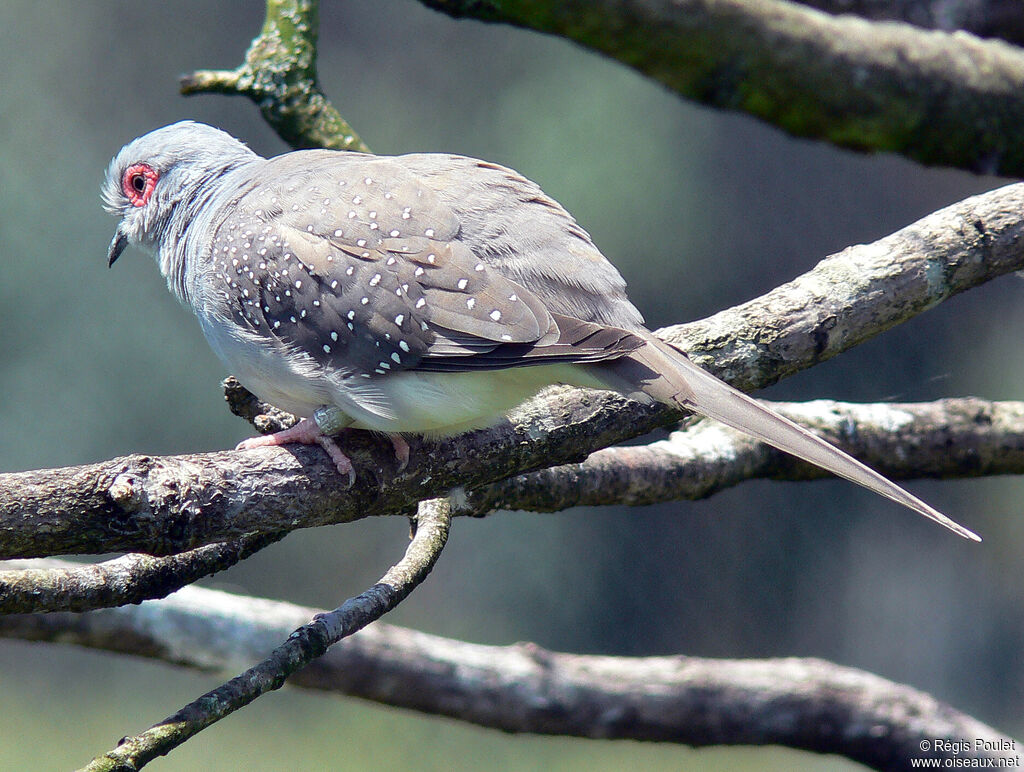 Diamond Doveadult, identification