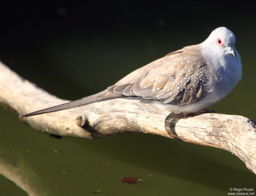 Diamond Dove, identification