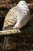 Zebra Dove