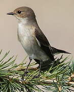 European Pied Flycatcher