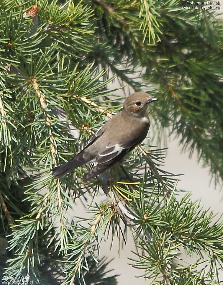 European Pied Flycatcher female adult, fishing/hunting