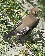 European Pied Flycatcher