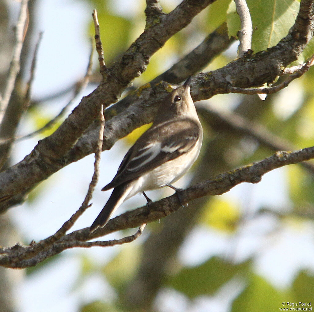 European Pied Flycatcher female adult, identification, Behaviour