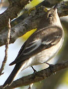 European Pied Flycatcher