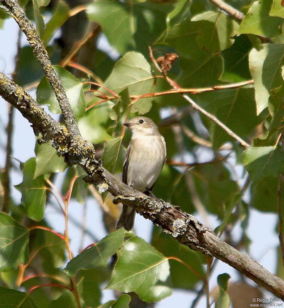 Gobemouche noir femelle adulte, identification