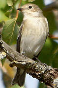 European Pied Flycatcher