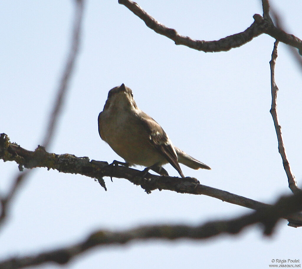 European Pied Flycatcher female adult, Behaviour