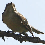 European Pied Flycatcher