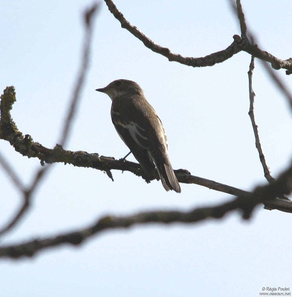 European Pied Flycatcher female adult, identification