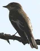 European Pied Flycatcher