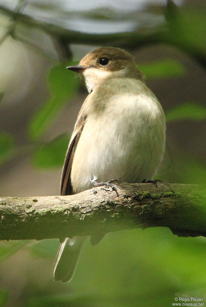 European Pied Flycatcher female adult, identification