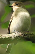 European Pied Flycatcher