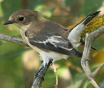 European Pied Flycatcher