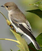 European Pied Flycatcher