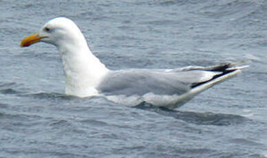 Goéland argenté