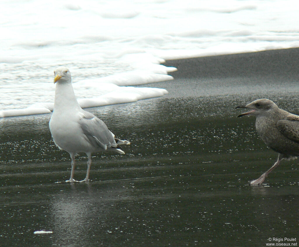 European Herring Gulladult