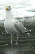 European Herring Gull