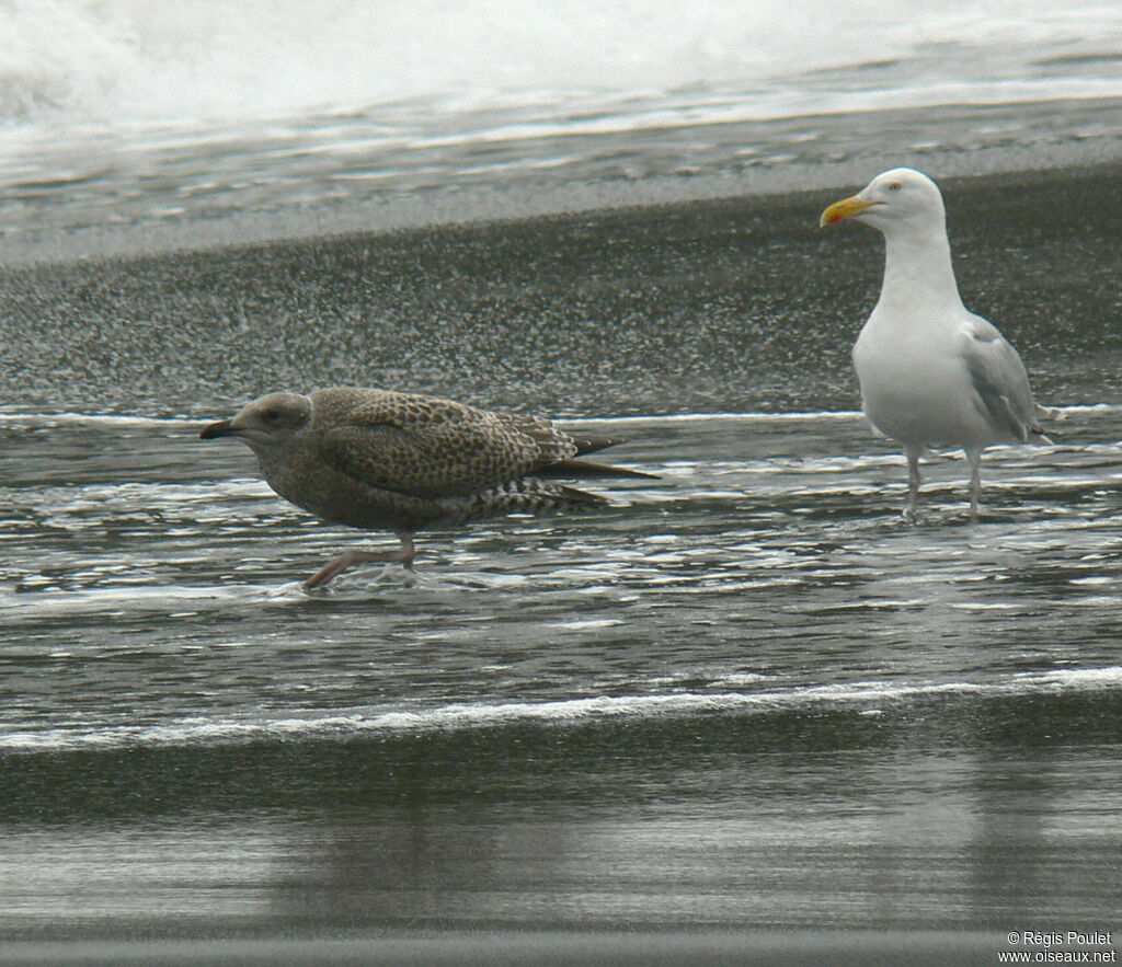 European Herring Gulljuvenile, identification