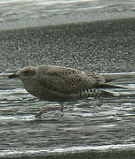 European Herring Gull