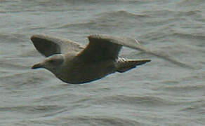 European Herring Gull