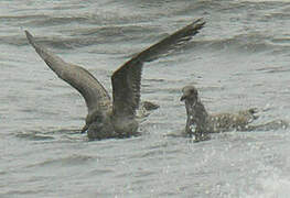 European Herring Gull