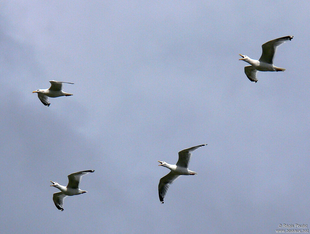 European Herring Gull, Flight