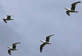 European Herring Gull