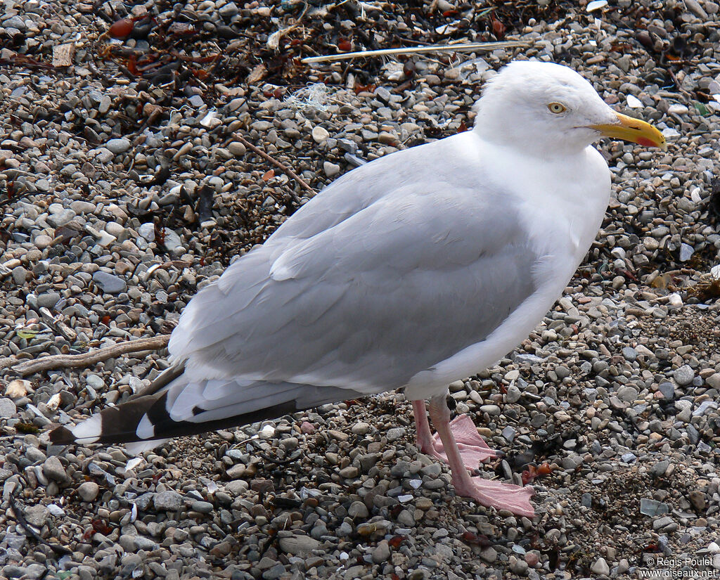 European Herring Gulladult breeding, identification