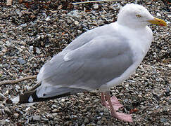 European Herring Gull