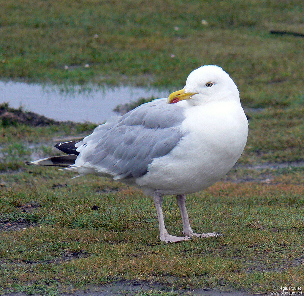 European Herring Gull, identification